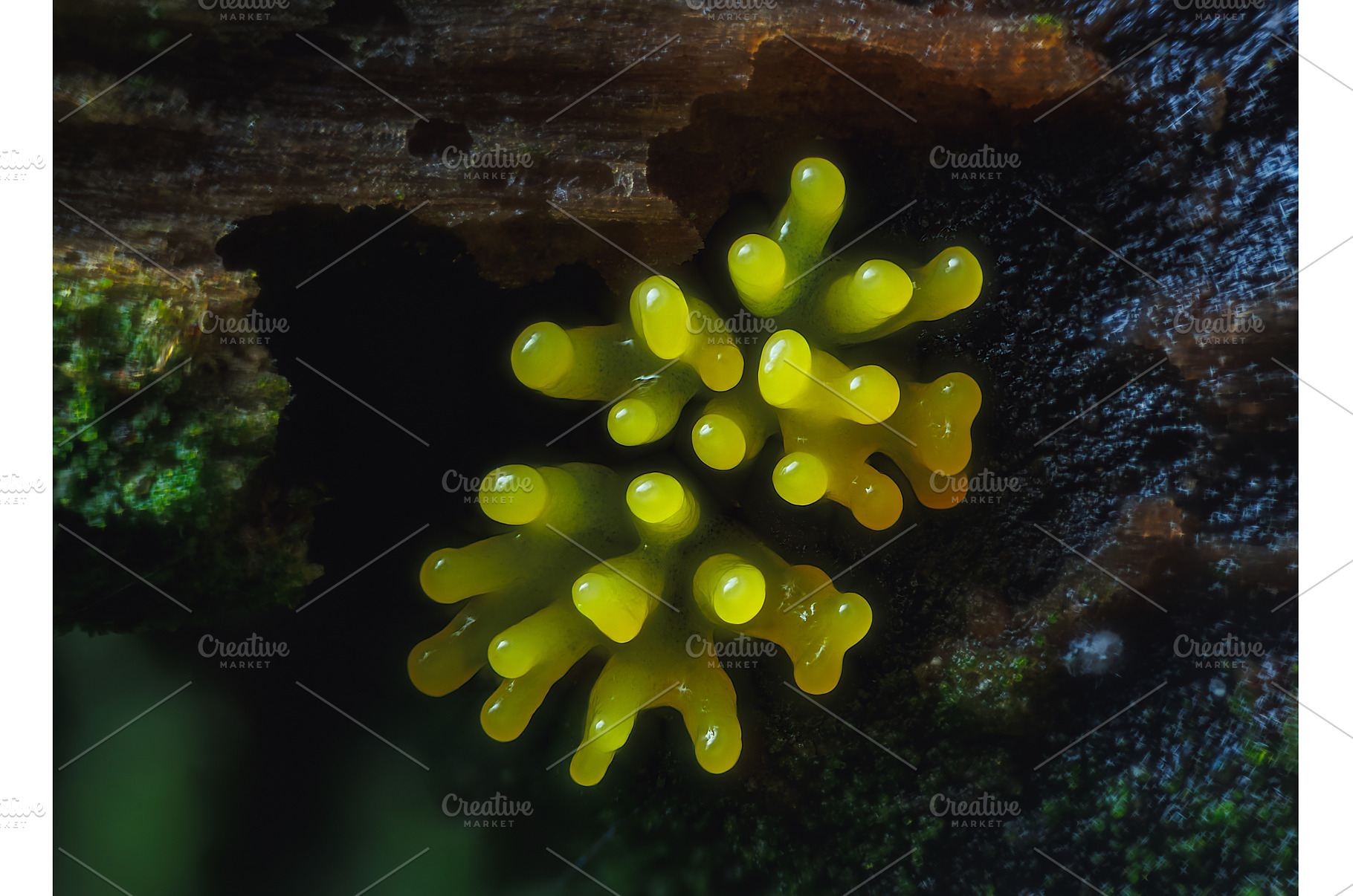 Coral slime mold - Ceratiomyxa, a Nature Photo by Lukas Jonaitis SHOP