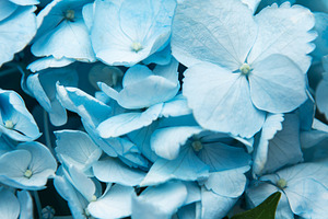 Blue hydrangea flowers blooming with green leaf macro, a Background Photo by Olena Rudo