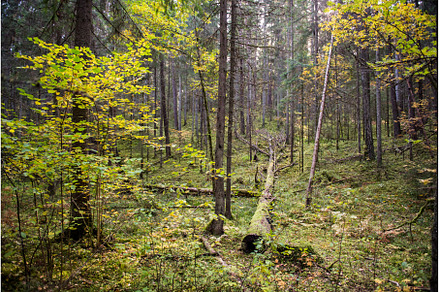 Autumn forest, wild dense pine, a Nature Photo by COLORFUL