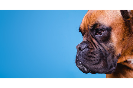 Boxer dog in the photo studio on, an Animal Photo by Daniel Megias