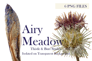 Airy Meadow – Thistle & Burr Studies