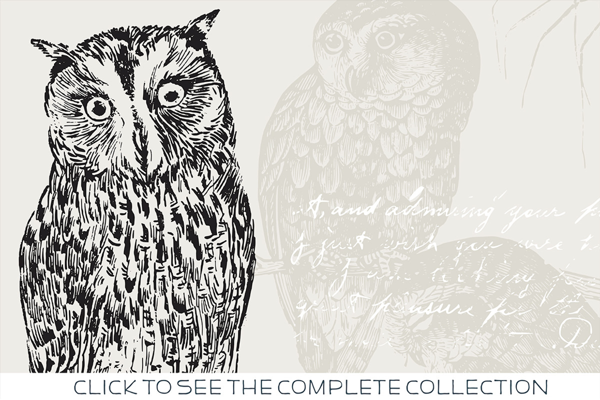 15 Owl Illustrations, an Animal Illustration by The Rusty Press (Photo 2 of 3)