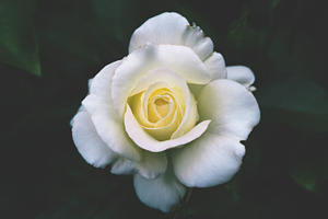 White and yellow rose close up