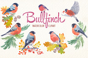 Watercolor bullfinch bird clipart, an Illustration by Art & Things (Thumbnail 1 of 5)
