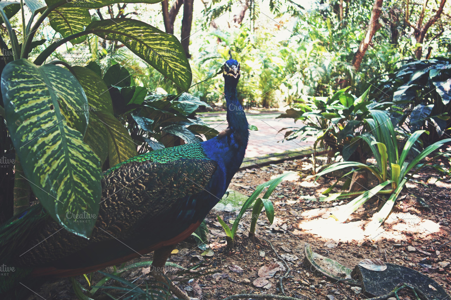 Curious Peacock
