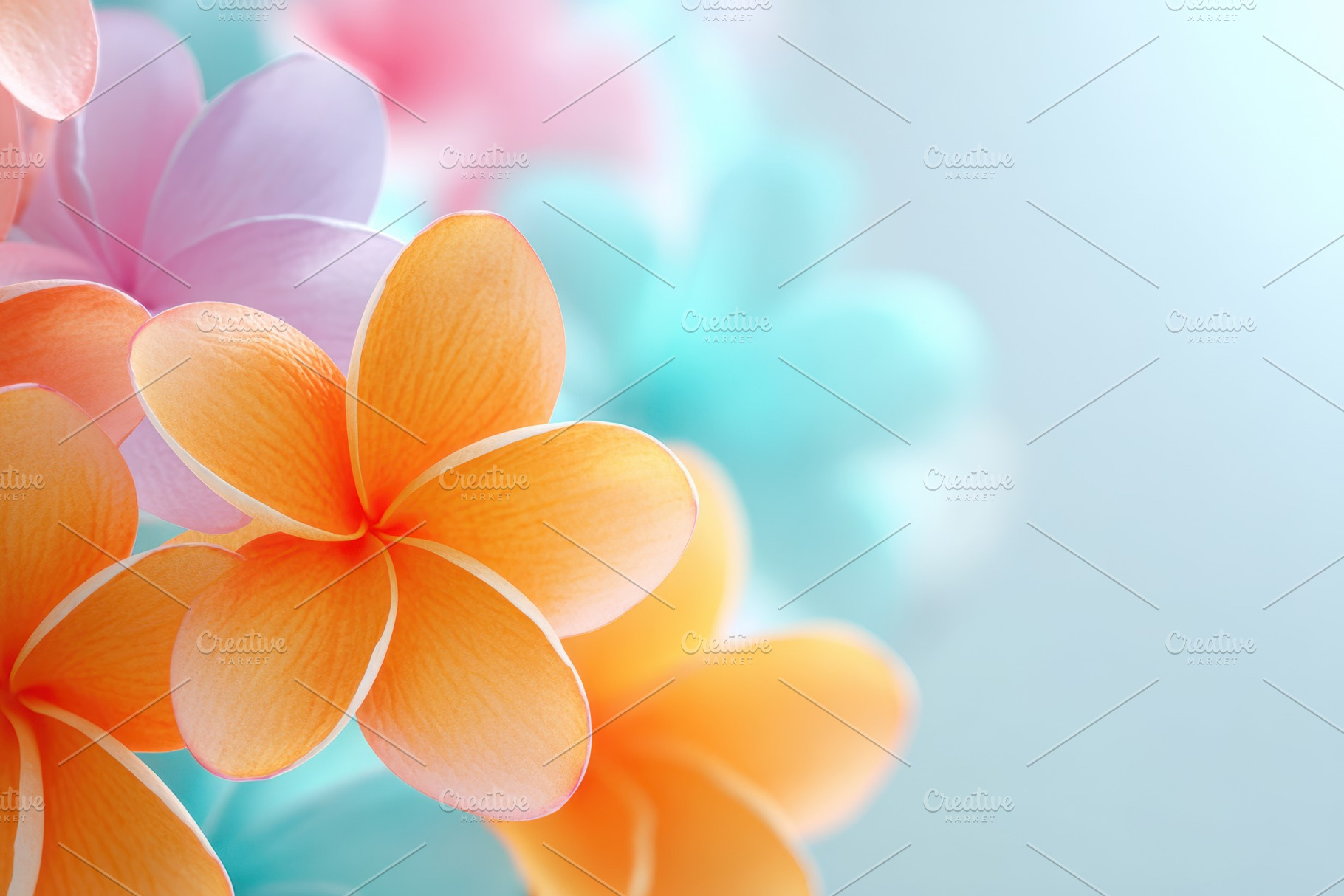 Pastel plumeria close-up, a Background Photo by AlyaAnd