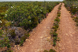 Dirty road and big white azalea wild flowers on the sides, a Nature Photo by YuriyB