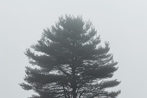 Solitary figure under pine tree in foggy field, moody minimal la, an Abstract Photo by José Manuel Gelpi
