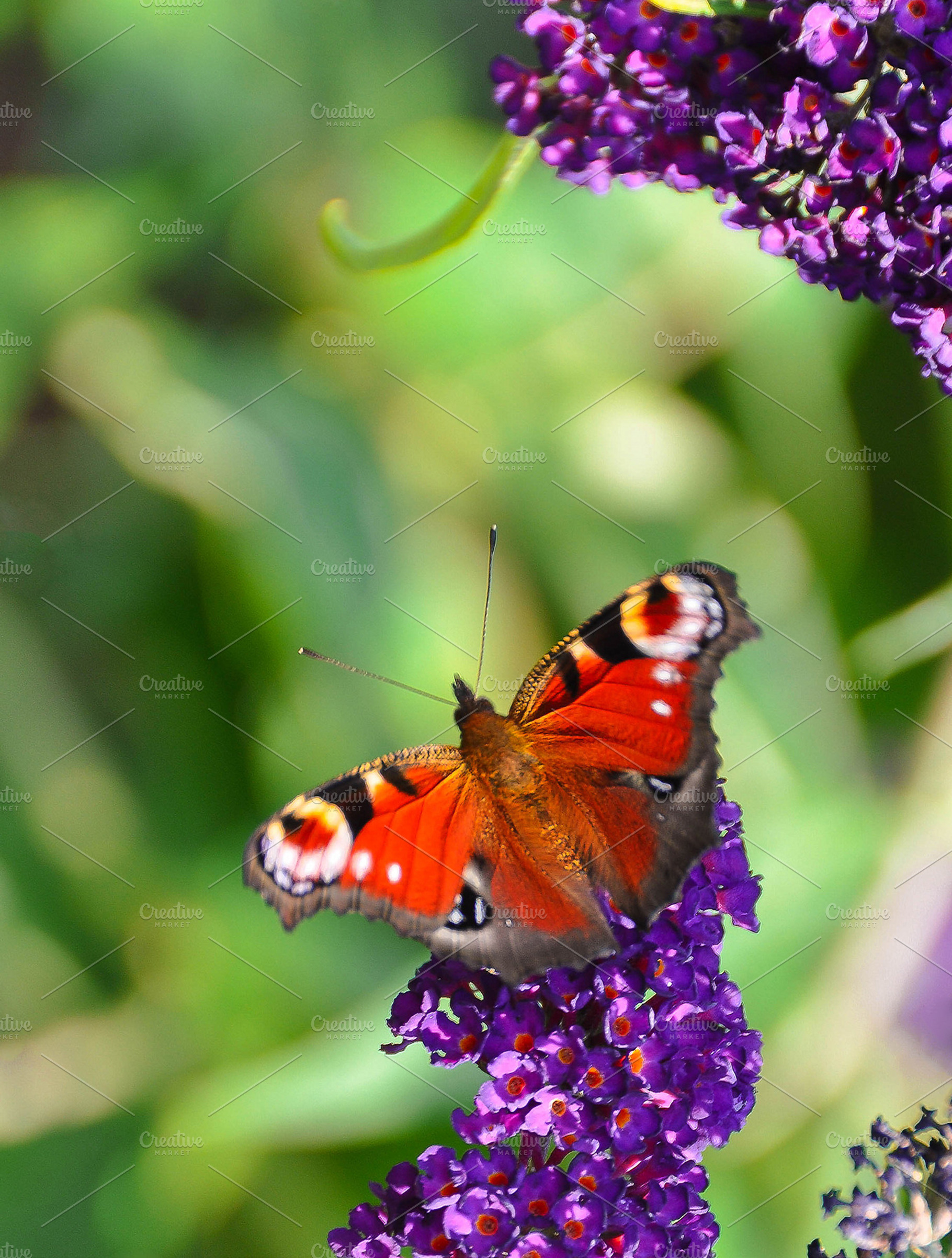 Peacock Butterfly on Buddleia, an Animal Photo by Phil Matthews