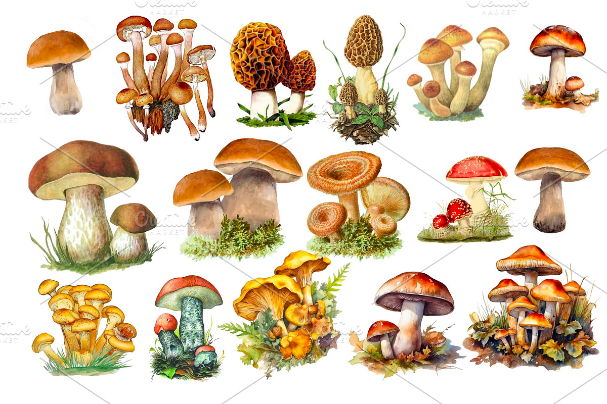 Watercolour Animals and plants, an Animal Illustration by AkvarelRiver (Photo 7 of 16)