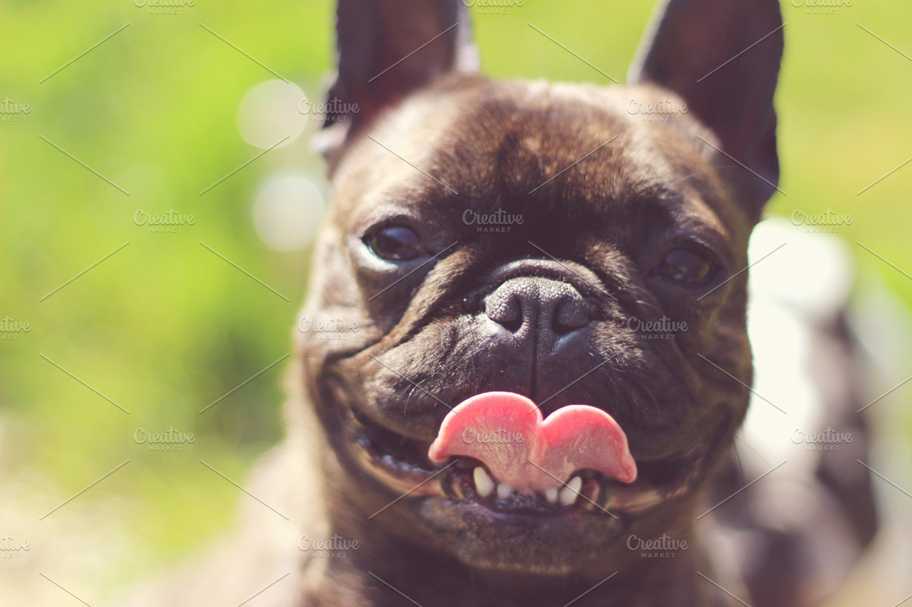 French bulldog close up containing dog, french bulldog, and blurred background, an Animal Photo by SuperRosie