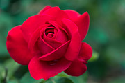 Rose Garden Photo Pack, a Templates & Theme by c l a r a X Y (Thumbnail 4 of 6)