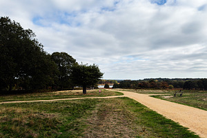 Walking path through a tranquil London park with trees and a bench under cloudy, a Nature Photo by AS photostudio