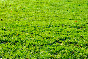 Lush green grass field with scattered autumn leaves creating a n, a Photo by Studio ANNA