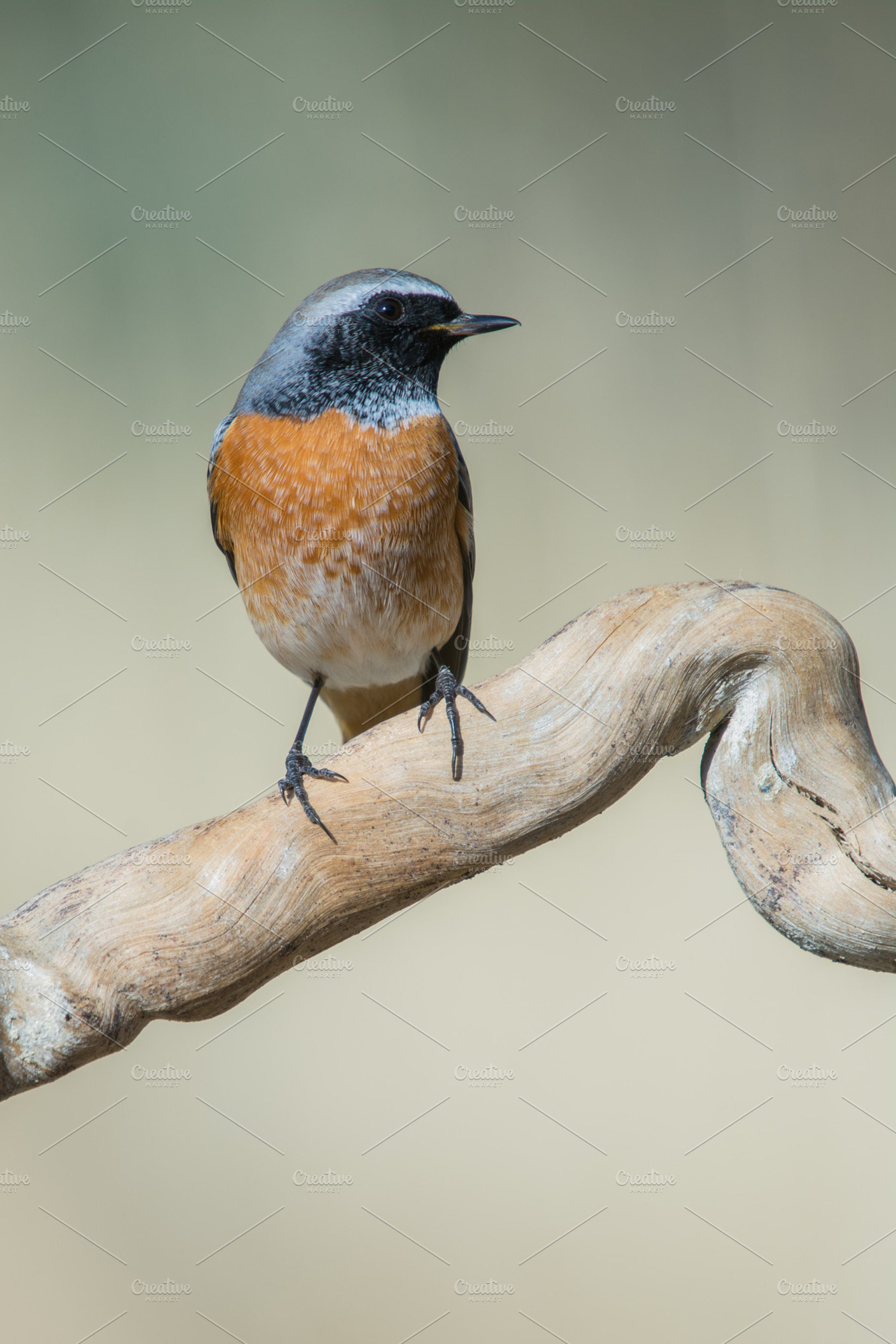 Phoenicurus phoenicurus containing phoenicurus, redstart, and bird