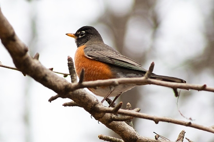 American Robin, an Animal Photo by marybethjones