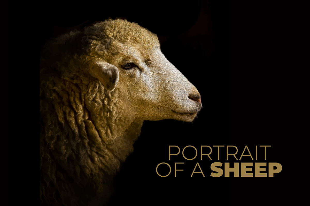 Portrait of a Sheep Illustration, an Animal Illustration by Digital Art Downloads (Photo 1 of 3)