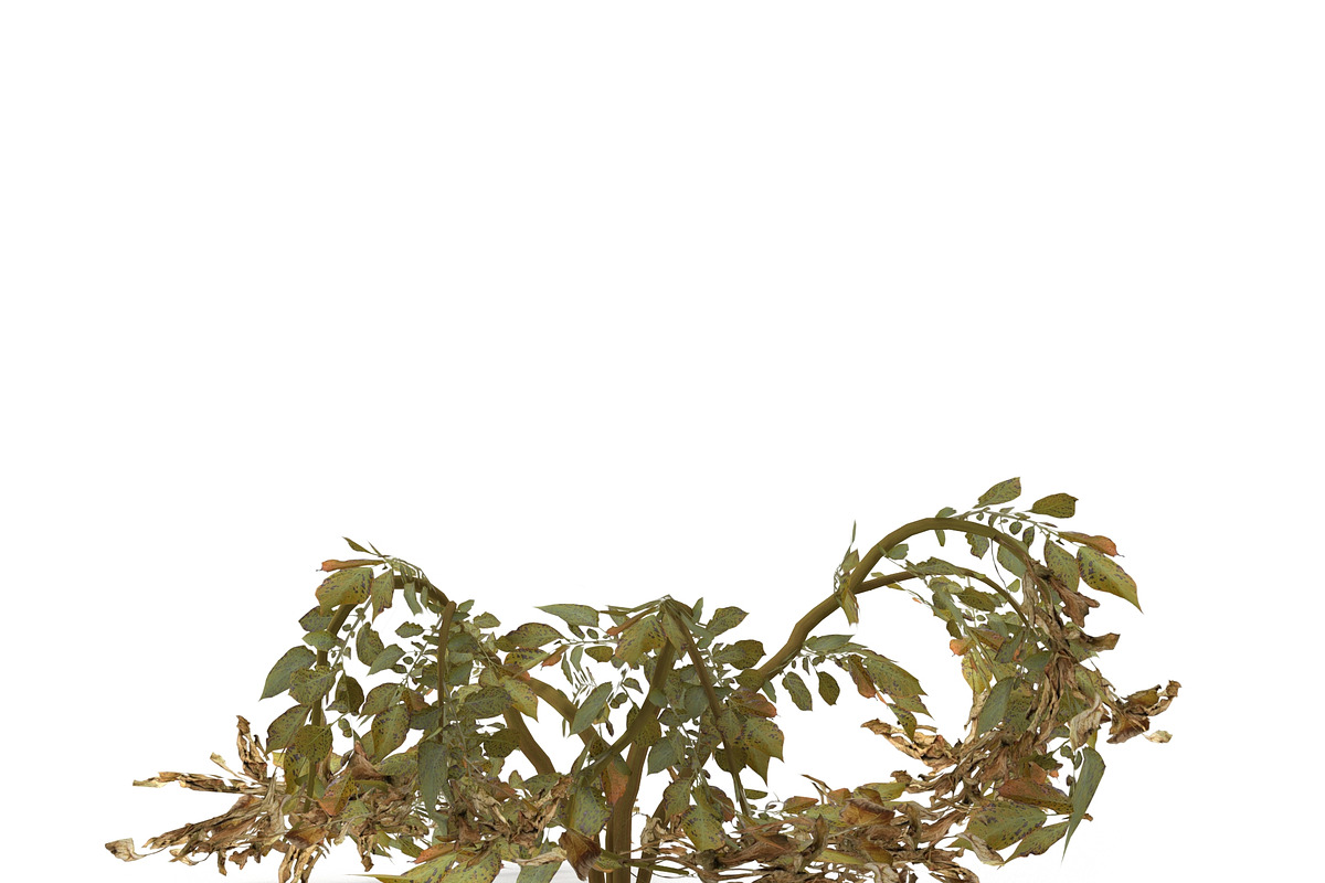 Withered potato tuber 2, an Environmental 3D Model by AndrewWhite (Photo 9 of 10)