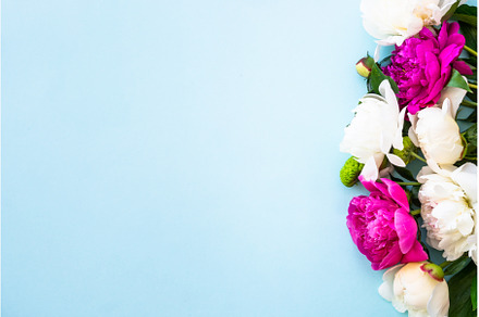Peony flowers, white and pink on, a Health & Medical Photo by Nadia-nb