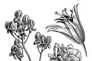 Ink flower set, a Decorative Illustration by RasterBird (Thumbnail 7 of 10)