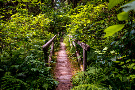 A bridge in a forest, a Nature Photo by Jillian Butolph