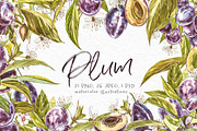 Plum in botanical style, a Food Illustration by Ann Astro (Thumbnail 1 of 11)
