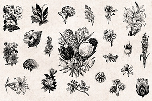 Flowers Engravings