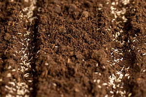 planting lettuce seeds in fertile soil with the addition of peat, a Photo by rsoollAI