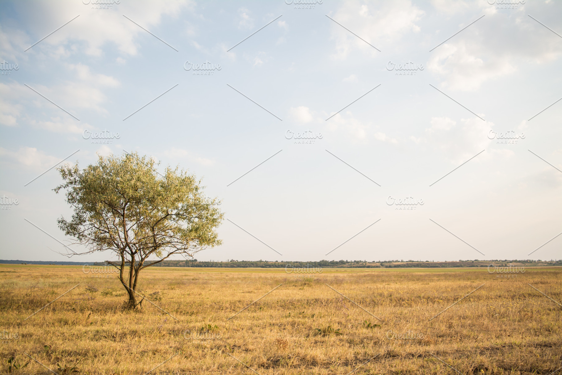 Single tree in summer field