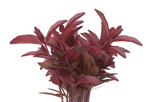 Red Amaranth Bunch