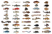 500+ Vintage Fish Illustrations, an Illustration by Dene Studios (Thumbnail 14 of 15)