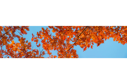 Autumn trees leaves against the sky, a Nature Photo by yanadjana