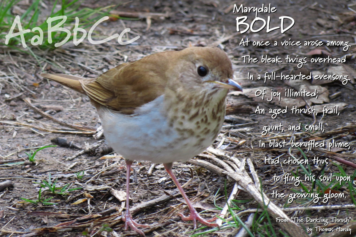 Marydale Bold, a sticky-note font preview 2