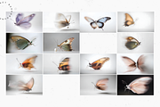 Jewelled Butterfly Collection, a Background Graphic by Lumeno (Thumbnail 3 of 7)