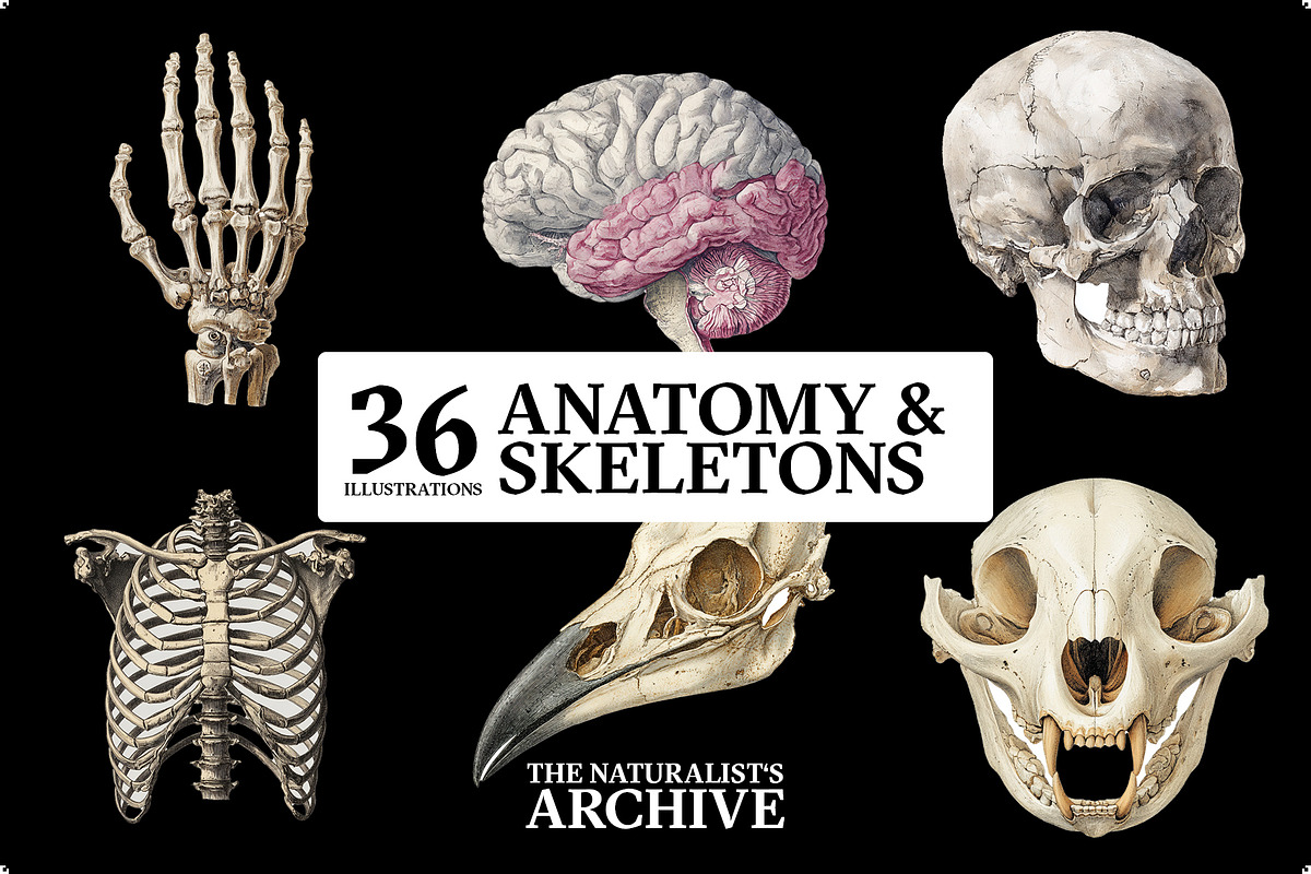 The Naturalist's Archive, an Object Graphic by Jacober Design (Photo 4 of 5)