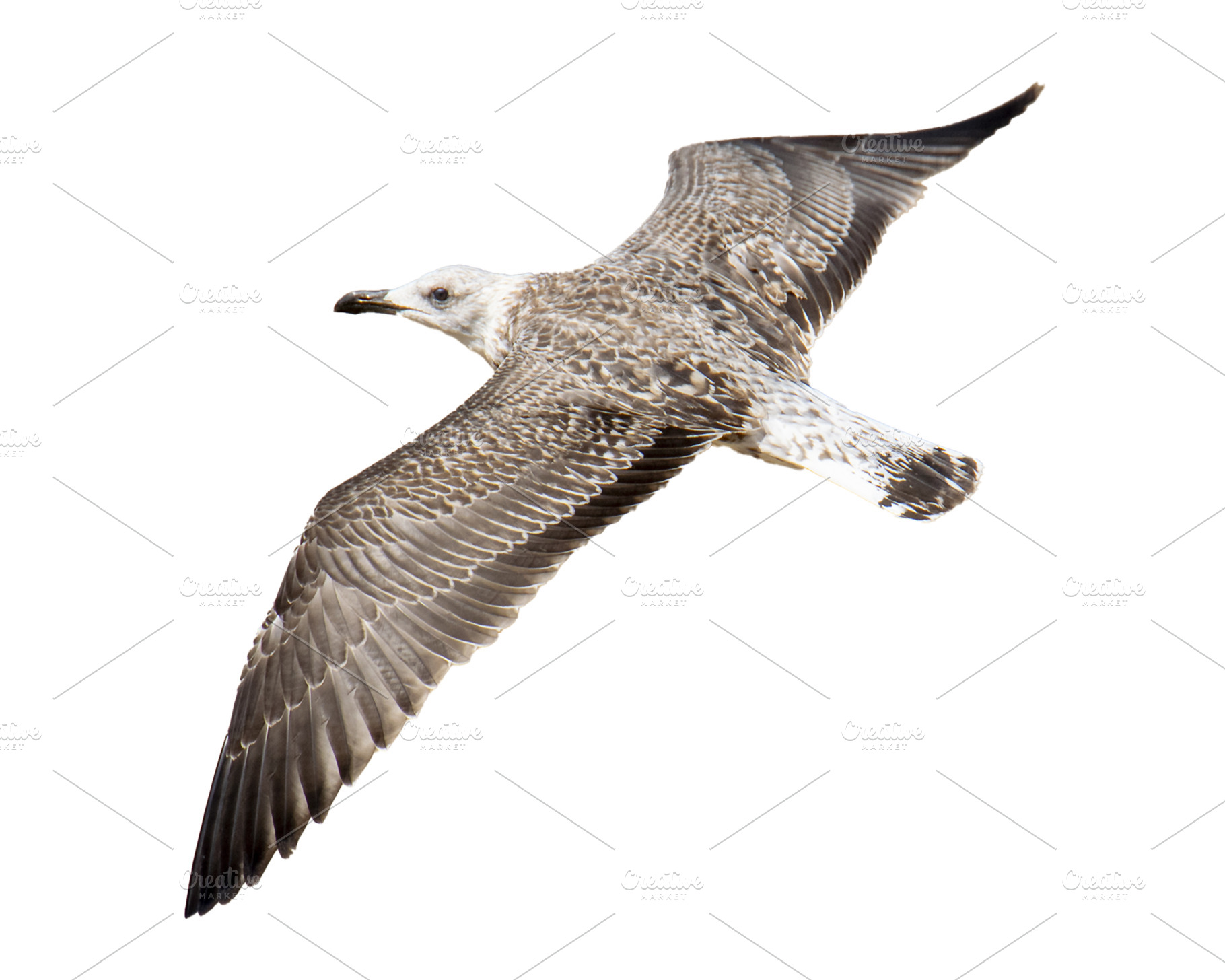 Seagull flying high angle view, an Animal Photo by DanFLCreativo