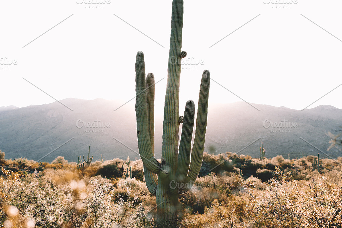 Sunrise cactus in the desert, a Nature Photo by remi + tori (Photo 2 of 2)