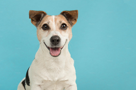 Portrait of a smiling Jack Russell