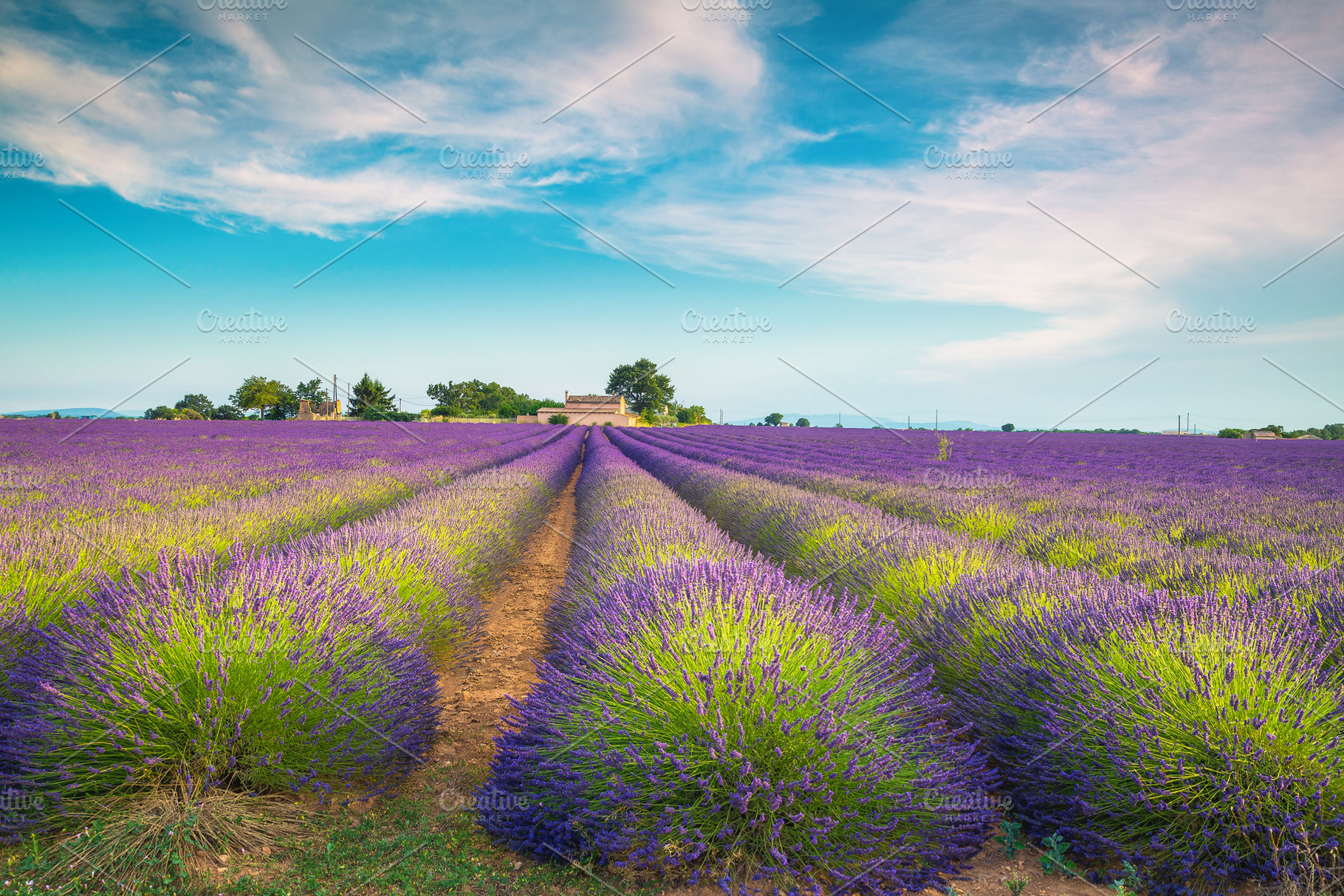 Cultivated purple lavender fields, a Nature Photo by Alpine Dreams