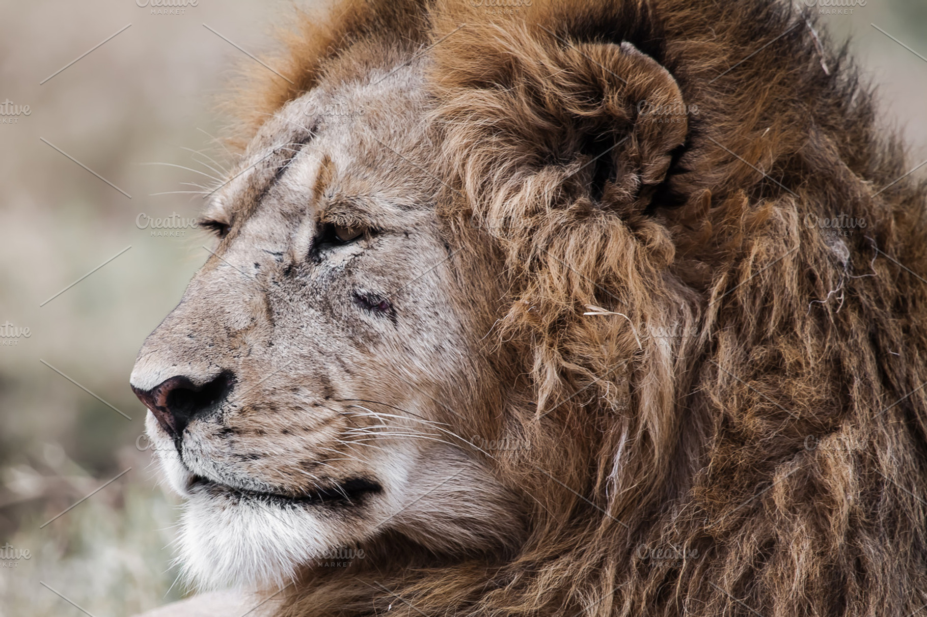 Lion stock photo containing animal and beast, an Animal Photo by jetta.lichtman