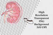Watercolor Human Anatomy Clipart Set, an Illustration by CropUp Creative (Thumbnail 3 of 4)