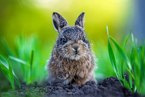 Baby hare leveret sitting in green grass outdoors, an Animal Photo by Byrdyak