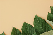 99 Frames of green leaves, a Nature Photo by Handmadefont (Thumbnail 11 of 100)