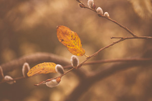 Nature photography containing nature, photography, and tree