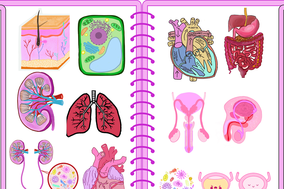 Biology & Anatomy goodnotes stickers, an Education Illustration by Noorist (Photo 2 of 32)