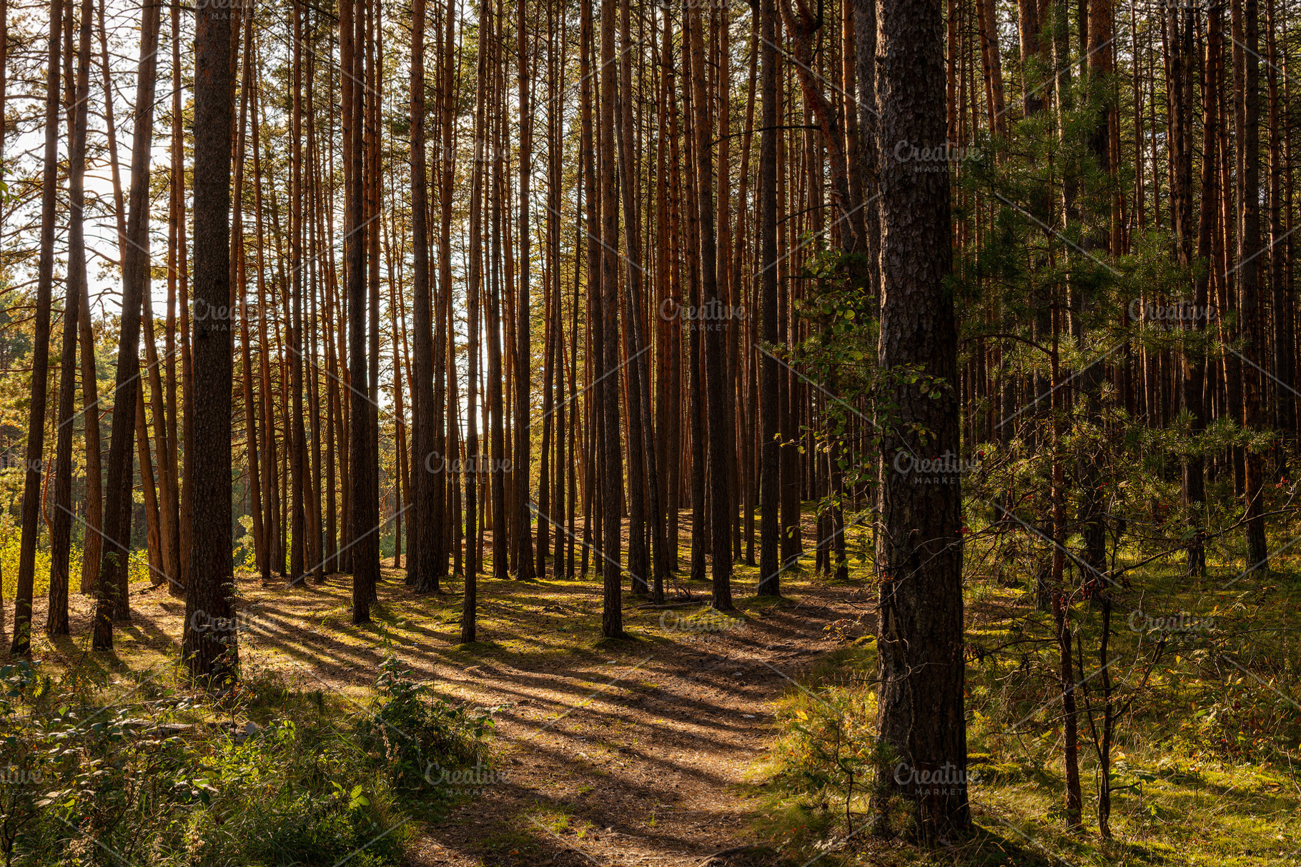 Green moss and grass on a ground in tall pine forest with hiking trail. An outd, a Nature Photo by Eugene_Photo