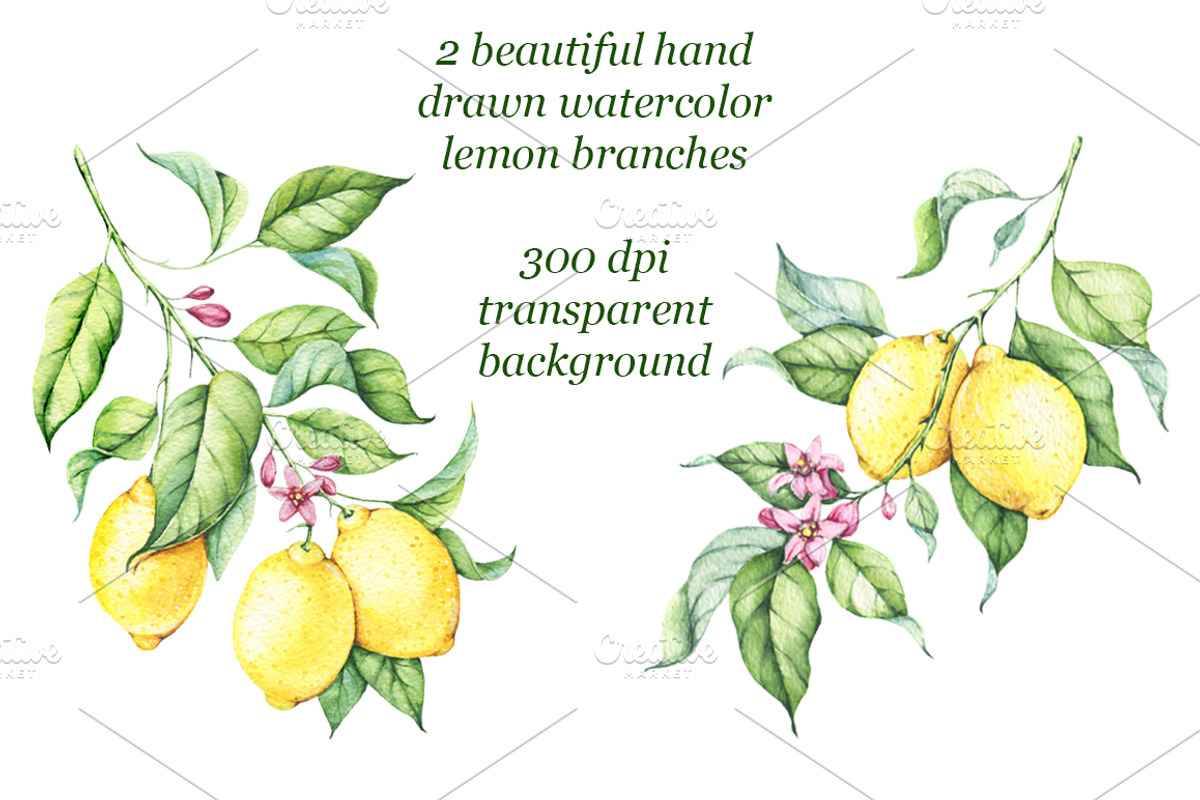 Watercolor Lemons Set, an Illustration by Imaginasty (Photo 2 of 6)