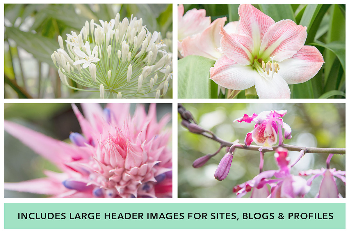 Floral Botanical Background Images, a Background Photo by kristiangallagher (Photo 2 of 5)