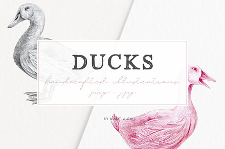 Hand drawn Ducks Illustrations