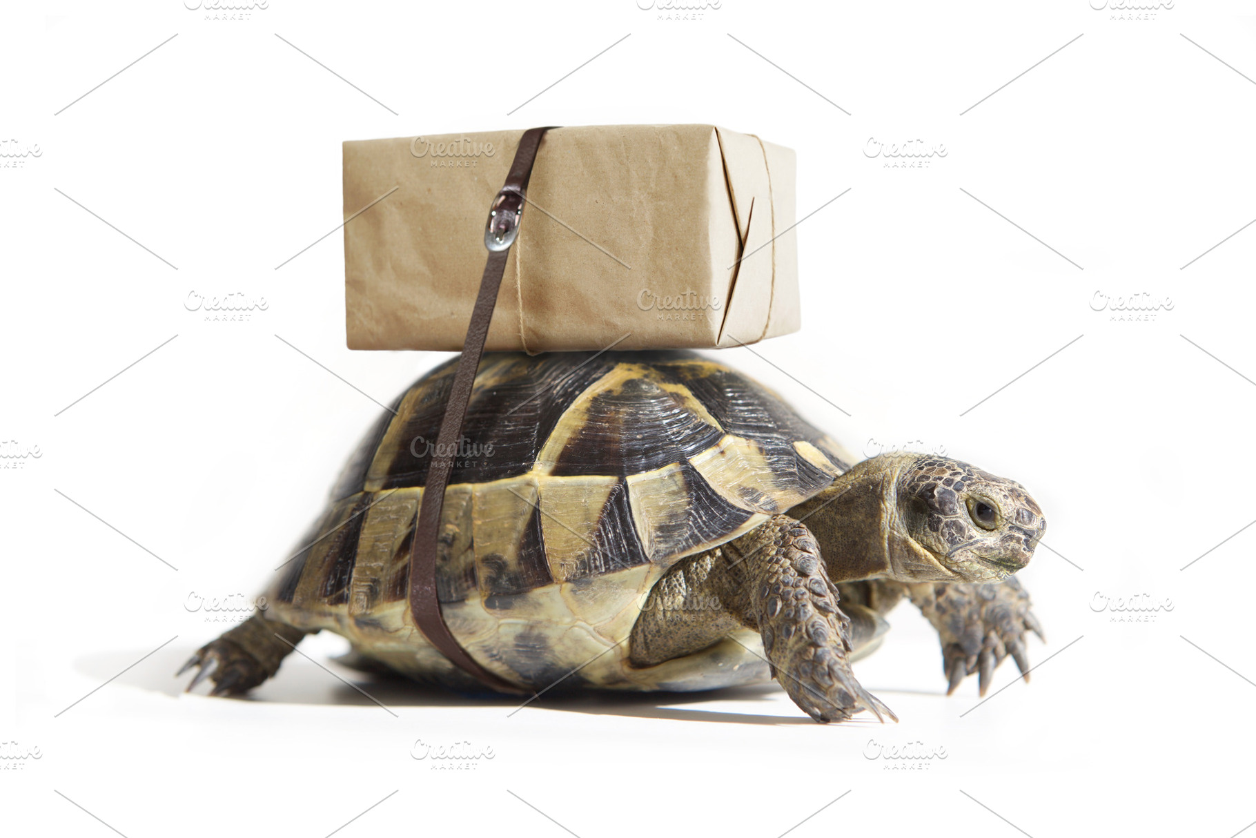 Turtle with shipping box on a back., an Animal Photo by Anton_Sokolov